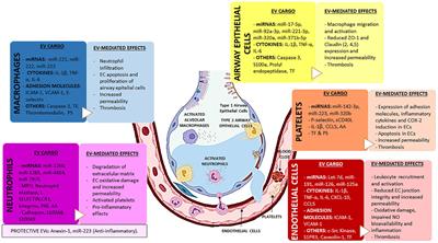 Extracellular Vesicles and Alveolar Epithelial-Capillary Barrier Disruption in Acute Respiratory Distress Syndrome: Pathophysiological Role and Therapeutic Potential